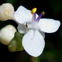 Pollia secundiflora (Blume) Bakh.f.